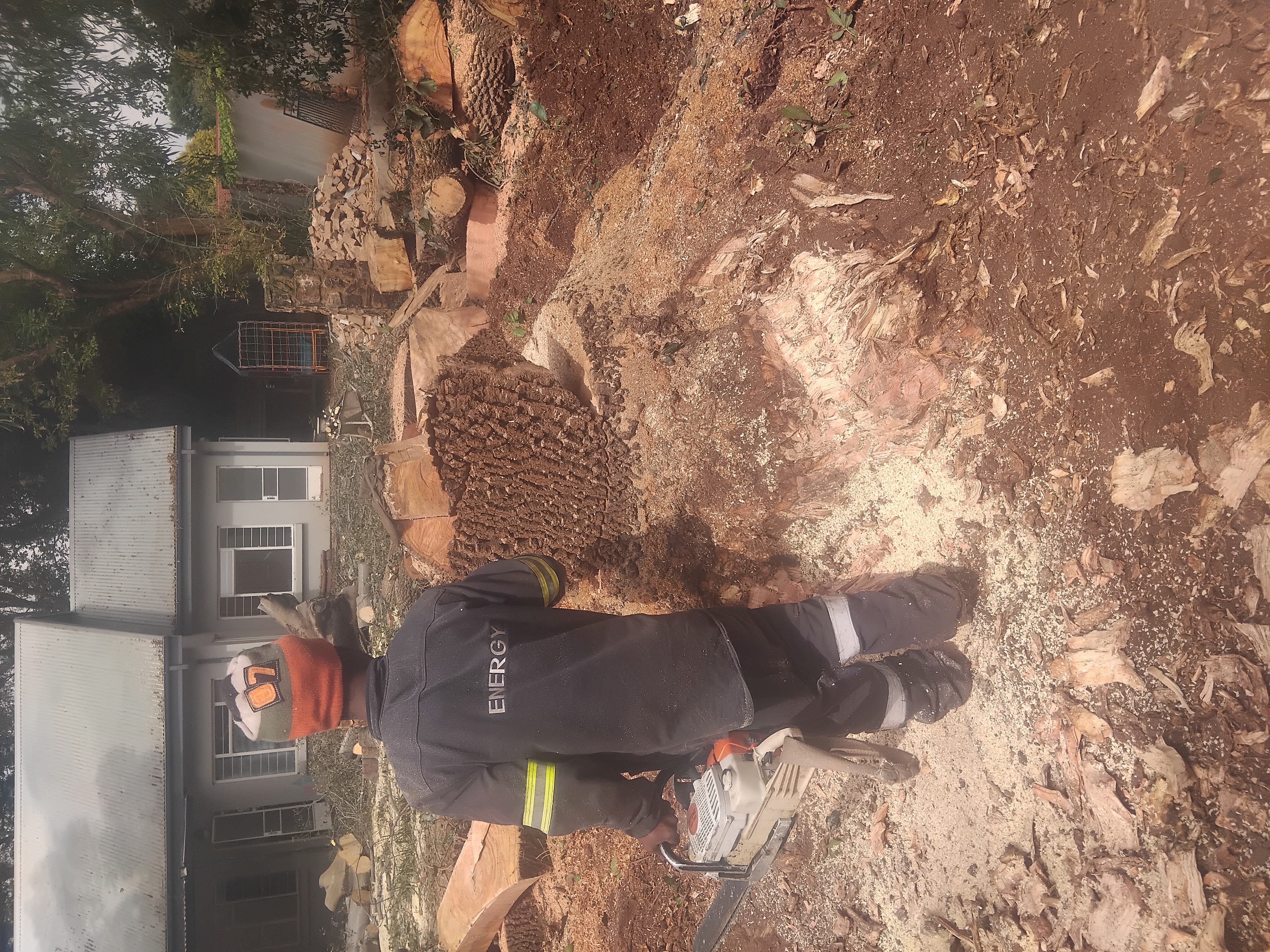 Tree stump removal work