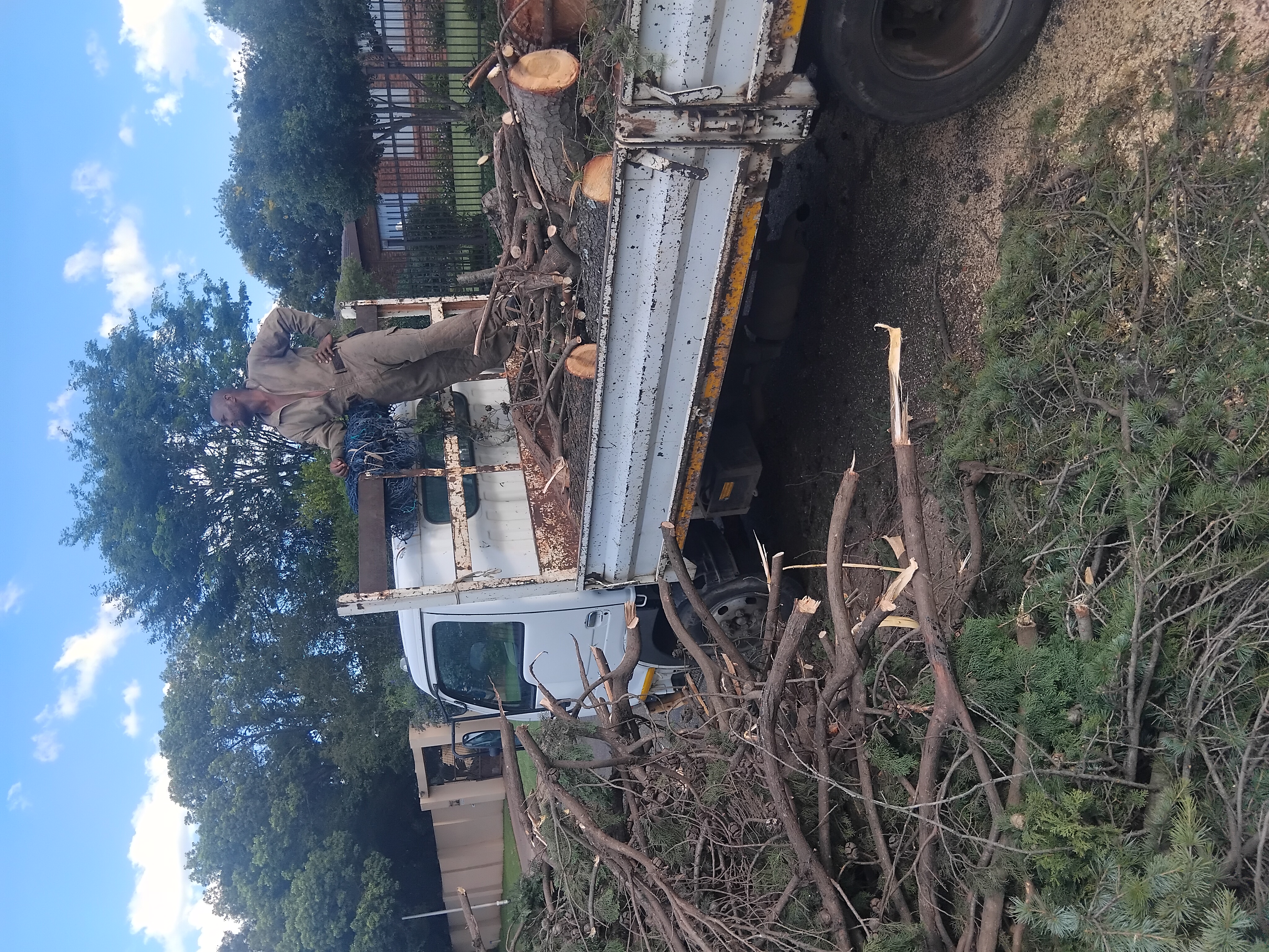 Tree felling service in Pretoria