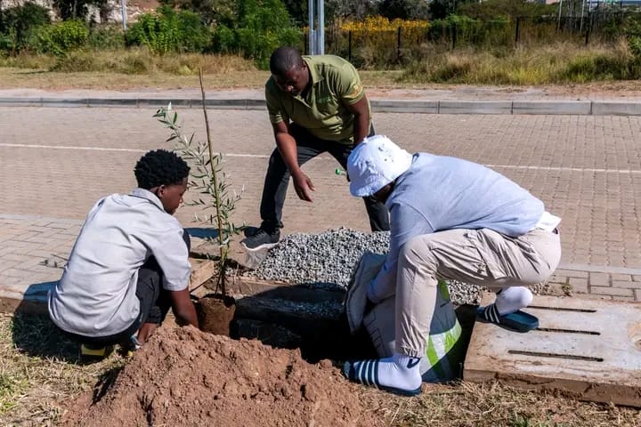 Well-kept green lawn and gardening service